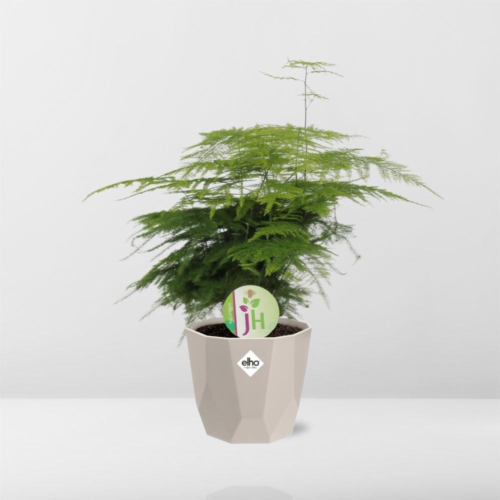 Asparagus ‘Plumosus’ In Elho Rock ⌀ 14 cm - Afbeelding 6