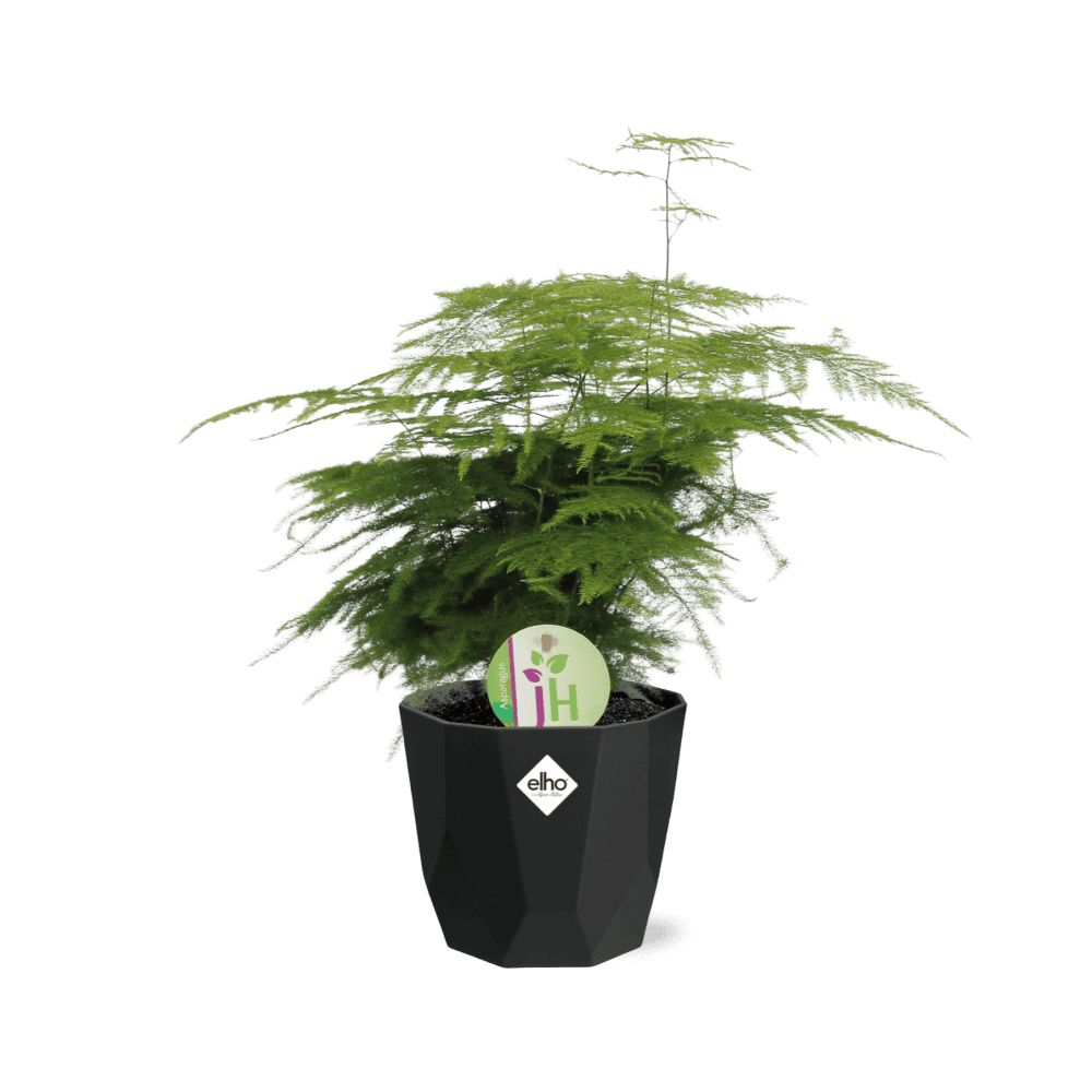 Asparagus ‘Plumosus’ In Rock Living Black ⌀ 14 cm