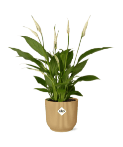 Lepelplant Spathiphyllum ↑ 12 cm ⌀ 14 cm