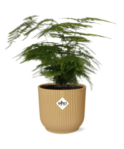 Asparagus ‘Plumosus’ In Elho Vibes Fold ⌀ 14 cm