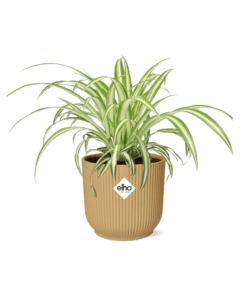 Graslelie In Elho Vibes Fold ⌀ 14 cm