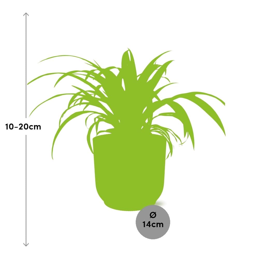 Graslelie In Elho Vibes Fold ⌀ 14 cm - Afbeelding 3