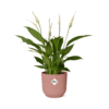 Lepelplant Spathiphyllum ↑ 12 cm ⌀ 14 cm