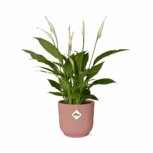 Lepelplant (Spathiphyllum) – bloeiende kamerplant met witte bloemen – ±12 cm