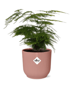 Asparagus ‘Plumosus’ In Elho Vibes Fold ⌀ 14 cm