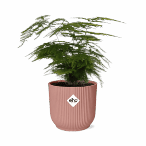 Asparagus sierasperge – luchtige veerachtige bladeren – ±14 cm