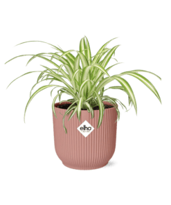 Graslelie In Elho Vibes Fold ⌀ 14 cm