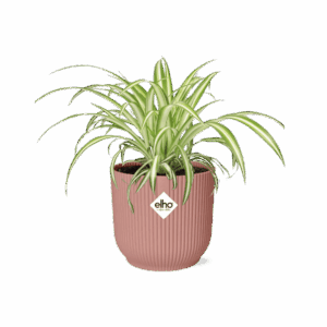 Graslelie (Chlorophytum comosum) – makkelijke hangplant – ±14 cm