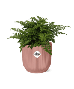 Asplenium Parvati In Elho Vibes Fold ⌀ 14 cm