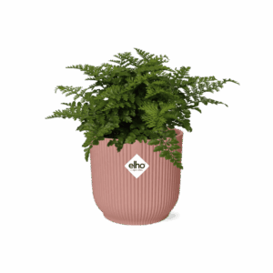 Asplenium Parvati – nestvaren – compacte in sierpot – ±14 cm