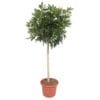 Schefflera Arboricola Compacta Boom ↑ 190 cm ⌀ 45 cm