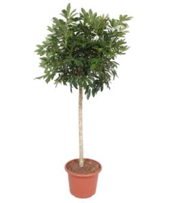 Schefflera Arboricola Compacta Boom ↑ 190 cm ⌀ 45 cm