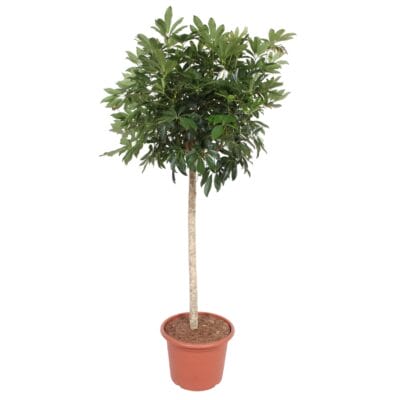 Schefflera Arboricola Compacta – grote kamerplant op stam – ±190 cm