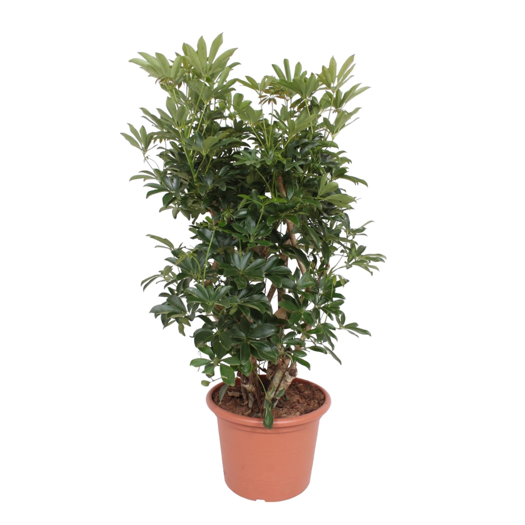 Schefflera Arboricola Compacta Vertakt ↑ 140 cm ⌀ 40 cm