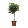 Schefflera Arboricola Compacta Boom ↑ 190 cm ⌀ 45 cm
