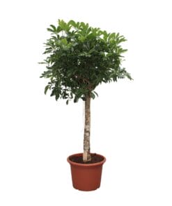 Schefflera Arboricola Compacta Boom ↑ 190 cm ⌀ 45 cm
