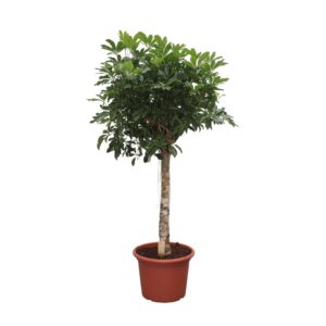 Schefflera Arboricola Compacta – compacte dwergparapluplant – ±190 cm