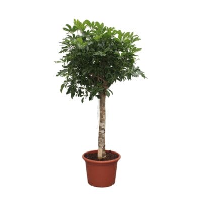 Schefflera Arboricola Compacta – compacte dwergparapluplant – ±190 cm