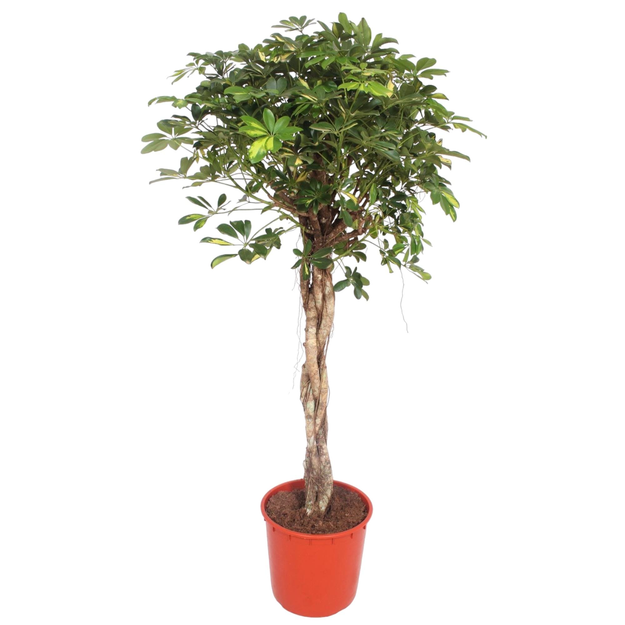 Schefflera Gold Capella Gevlochten Stam ↑ 160 cm ⌀ 34 cm