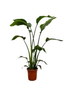 Strelitzia Nicolai ↑ 100 cm ⌀ 17