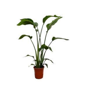 Strelitzia Nicolai – tropische kamerplant met grote bladeren – ±100 cm