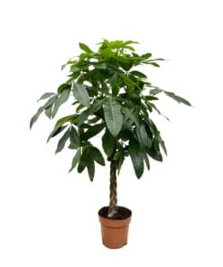 Pachira Aquatica ↑ 180 cm ⌀ 27