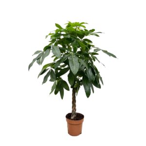 Pachira – geldboom – grote kamerplant met gevlochten stam – ±180 cm