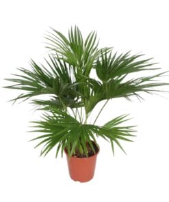 Livistona Chinensis ↑ 150 cm ⌀ 27 cm
