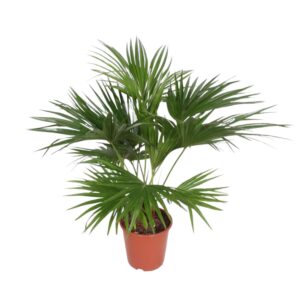 Chinese waaierpalm (Livistona chinensis) – statige kamerpalm – ±150 cm