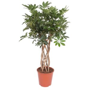 Schefflera Arboricola Compacta – Gevlochten stam – ±140 cm