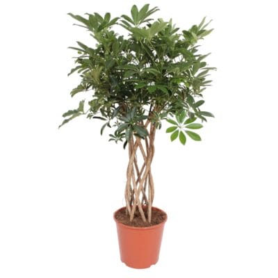 Schefflera Arboricola Compacta – Gevlochten stam – ±140 cm