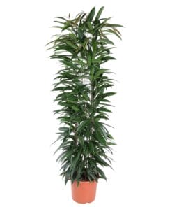 Ficus Alii King Zuil ↑ 150 cm ⌀ 29