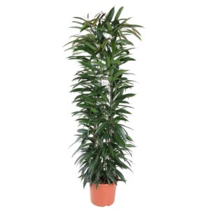 Ficus Alii King Zuil – slanke zuilvorm met olijfgroene bladeren – ±150 cm