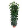 Ficus Cyatistipula Zuil ↑ 150 cm ⌀ 29