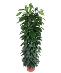 Ficus Cyatistipula Zuil ↑ 150 cm ⌀ 29