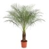 Dwergdadelpalm (Phoenix Roebelenii) ↑ 150 cm ⌀ 27