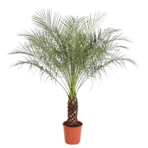 Dwergdadelpalm (Phoenix roebelenii) – statige tropische kamerpalm – ±150 cm