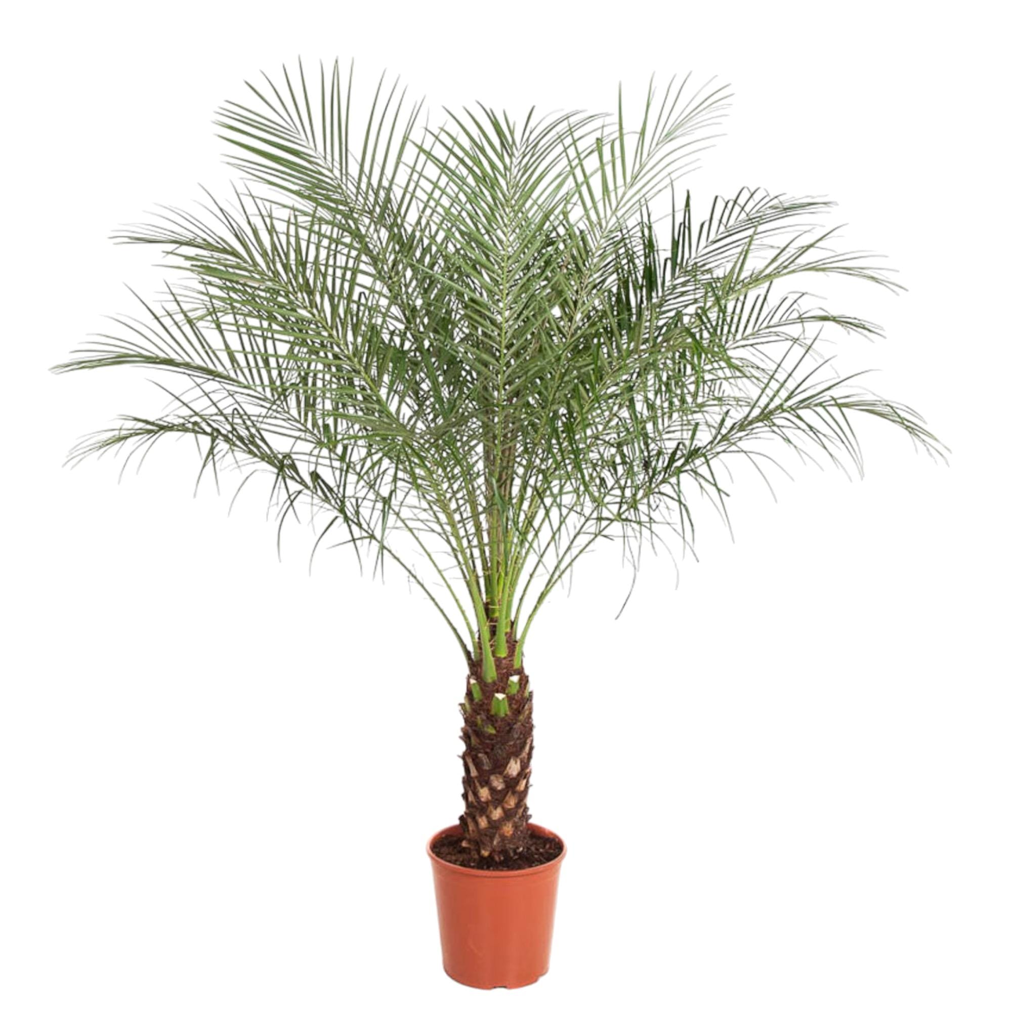 Dwergdadelpalm (Phoenix Roebelenii) ↑ 150 cm ⌀ 27