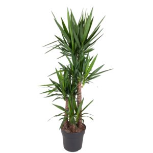 Yucca palmlelie – grote kamerplant met palmachtige uitstraling – ±180 cm