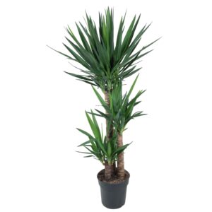 Yucca palmlelie – grote kamerplant met palmachtige uitstraling – ±140 cm