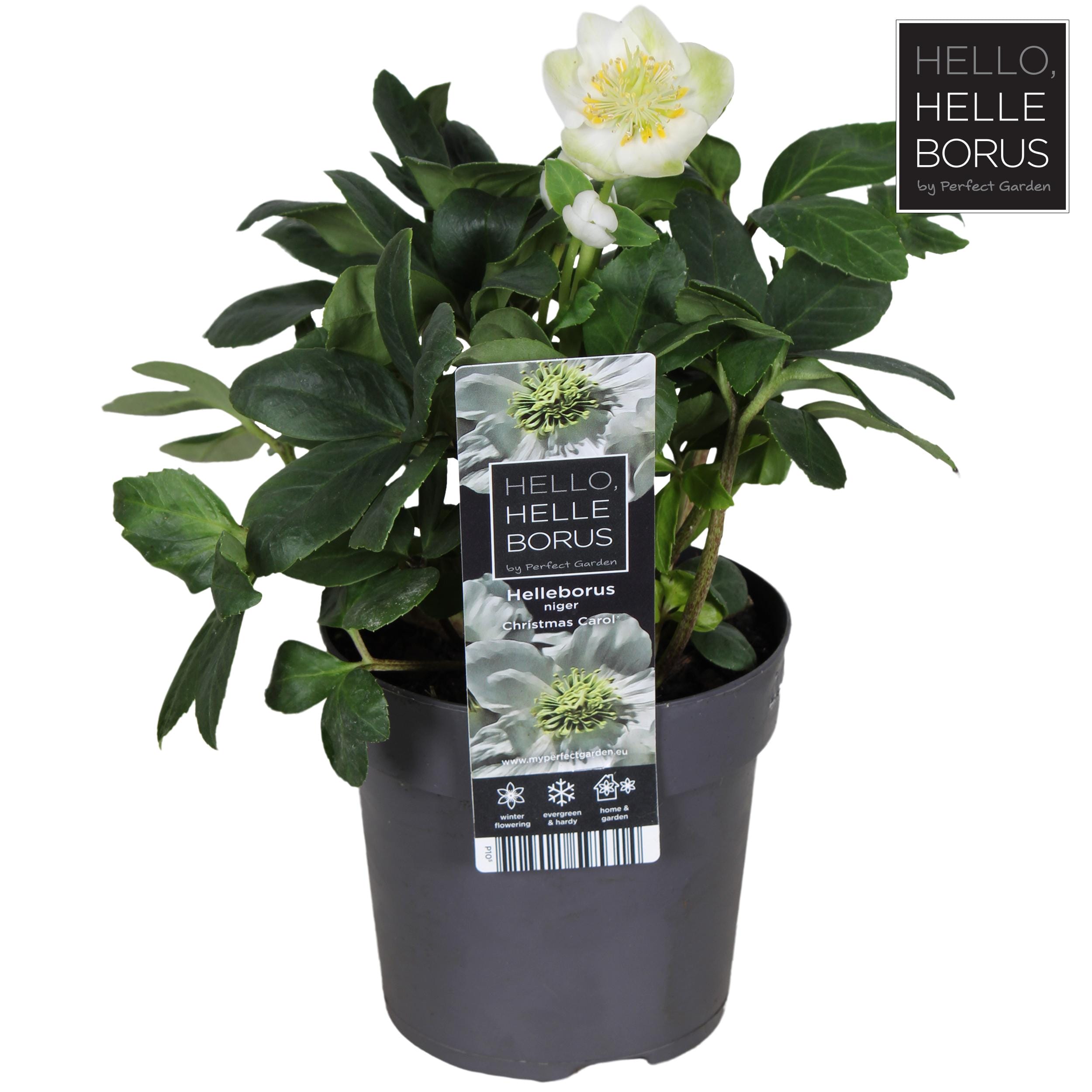 Helleborus 'Christmas Carol' ↑ 20 cm ⌀ 10,5 cm