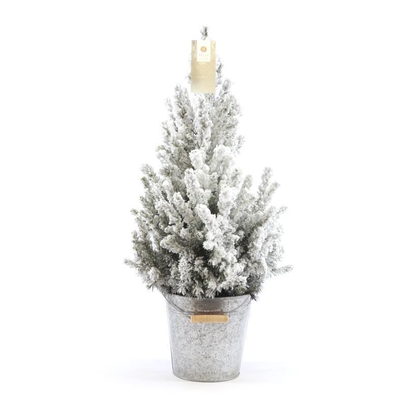 Picea in Zinc Old-Look + Snow ↑ 70 cm ⌀ 21
