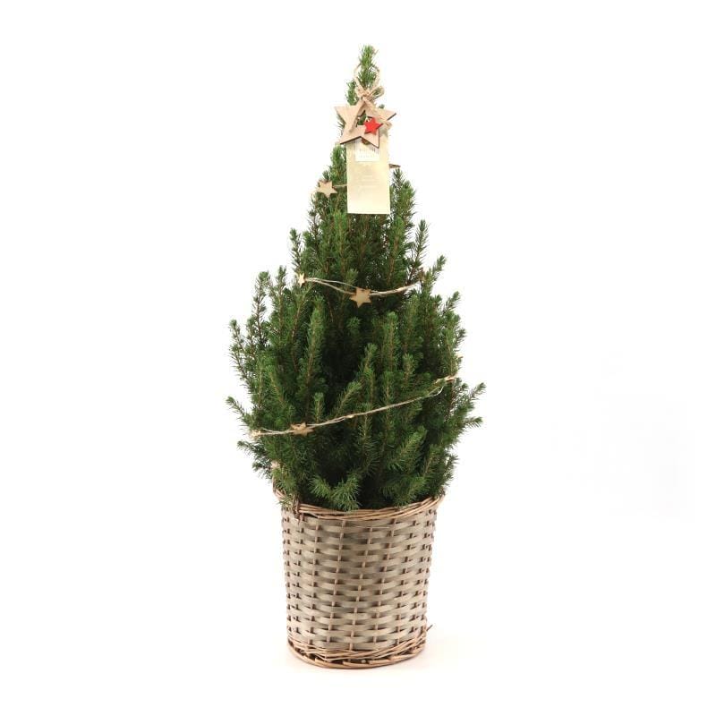 Picea 'December' in Basket + Starlight ↑ 70 cm ⌀ 21