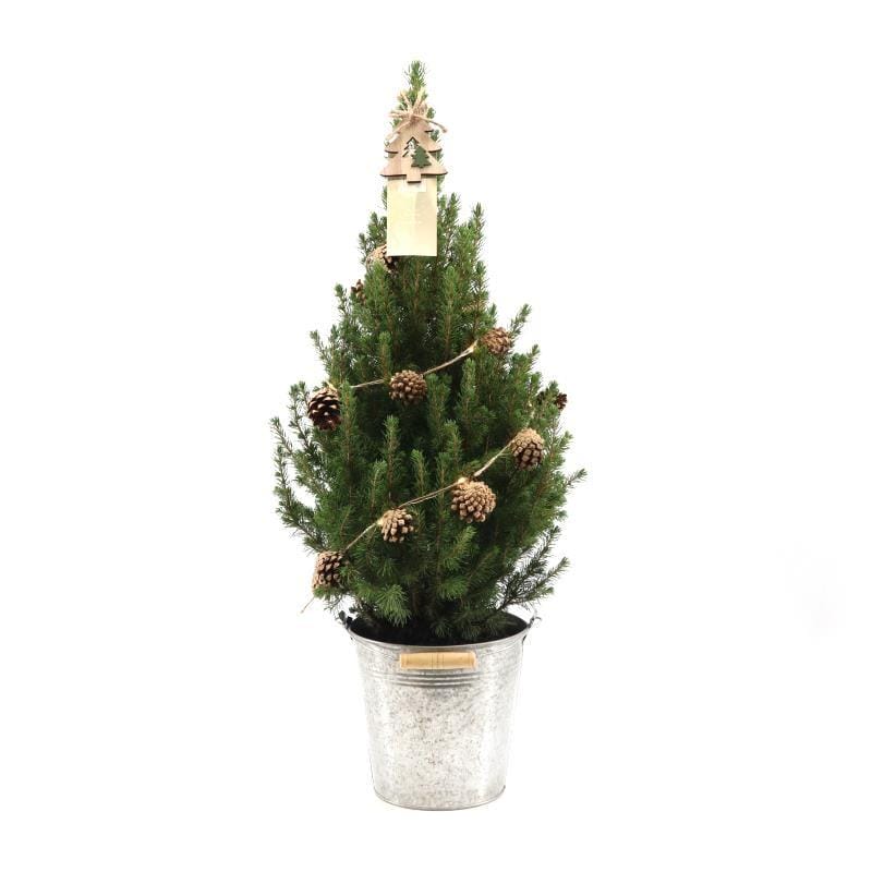 Picea 'December' in Zinc Old-Look + Pine-Cone Light ↑ 70 cm ⌀ 21