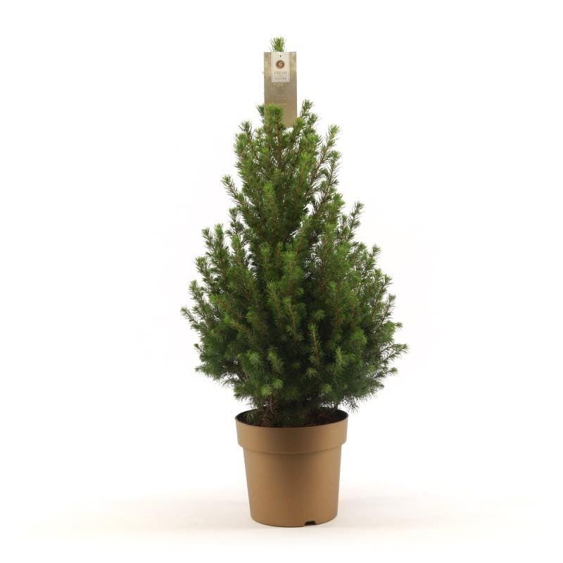 Picea in Pot Gold ↑ 70 cm ⌀ 19