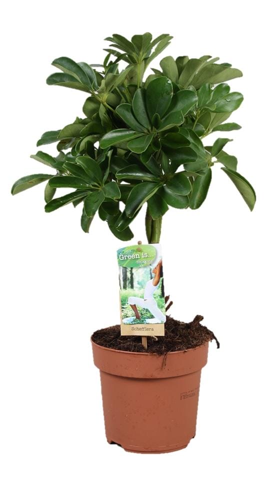 Schefflera Nora - Gevlochten Stam ↑ 60 cm ⌀ 17 cm