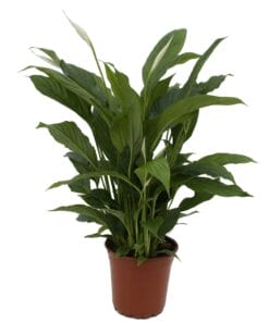 Lepelplant Spathiphyllum ↑ 65 cm ⌀ 17 cm