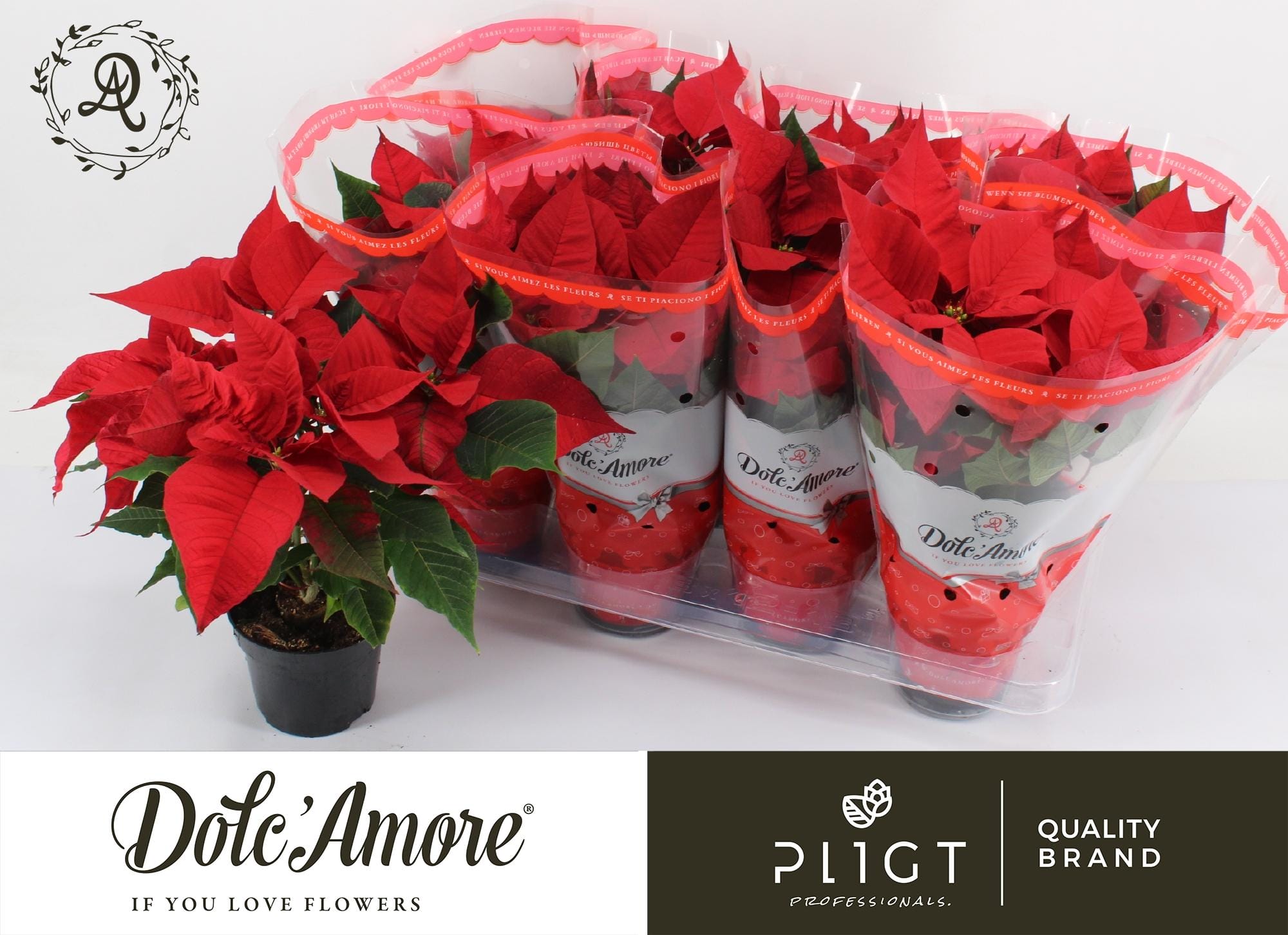 Poinsettia Rood ↑ 30 cm ⌀ 12