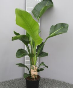 Strelitzia Nicolai ↑ 70 cm ⌀ 17 cm