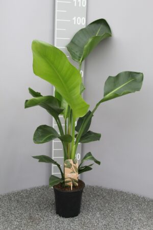 Strelitzia Nicolai – paradijsvogelplant – grote tropische kamerplant – ±70 cm
